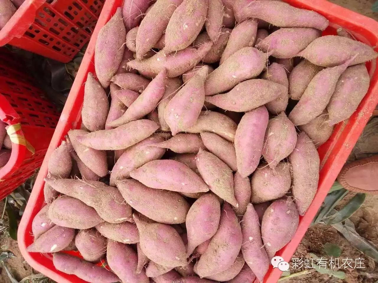 海南桥头富硒地瓜超甜(海南桥头地瓜营养价值)-硒宝网