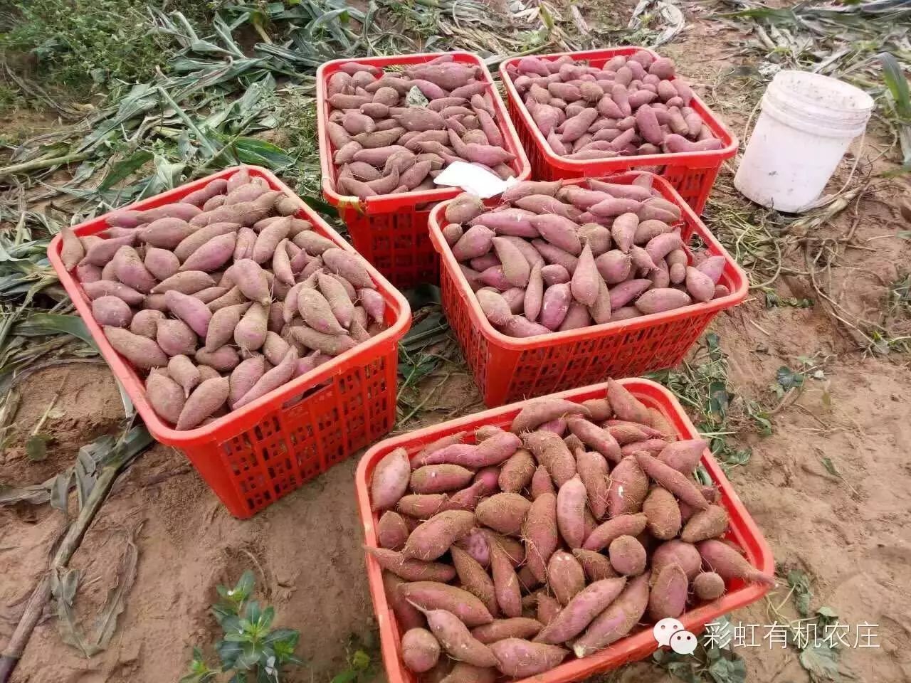 海南桥头富硒地瓜超甜(海南桥头地瓜营养价值)-硒宝网