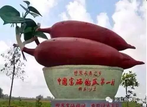 海南桥头富硒地瓜超甜(海南桥头地瓜营养价值)-硒宝网