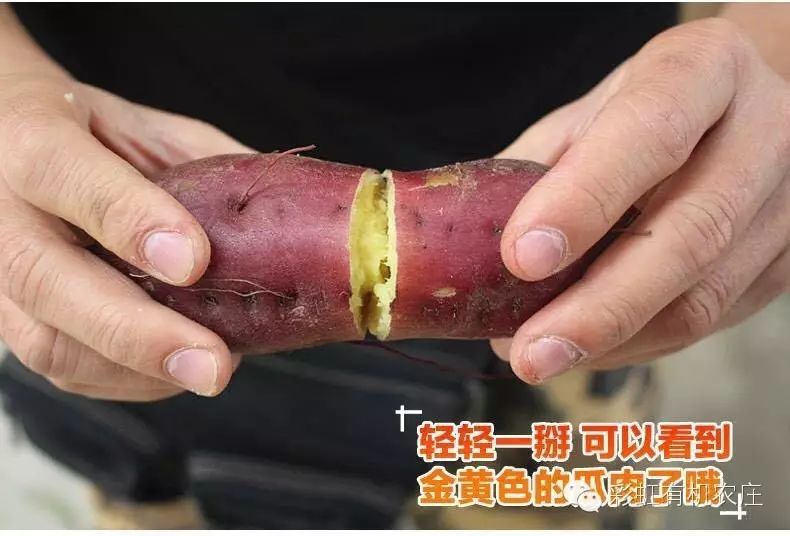 海南桥头富硒地瓜超甜(海南桥头地瓜营养价值)-硒宝网