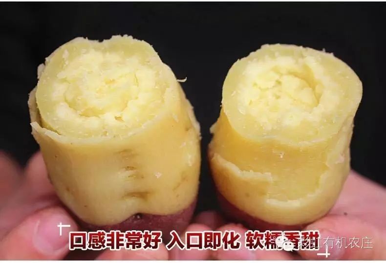 海南桥头富硒地瓜超甜(海南桥头地瓜营养价值)-硒宝网