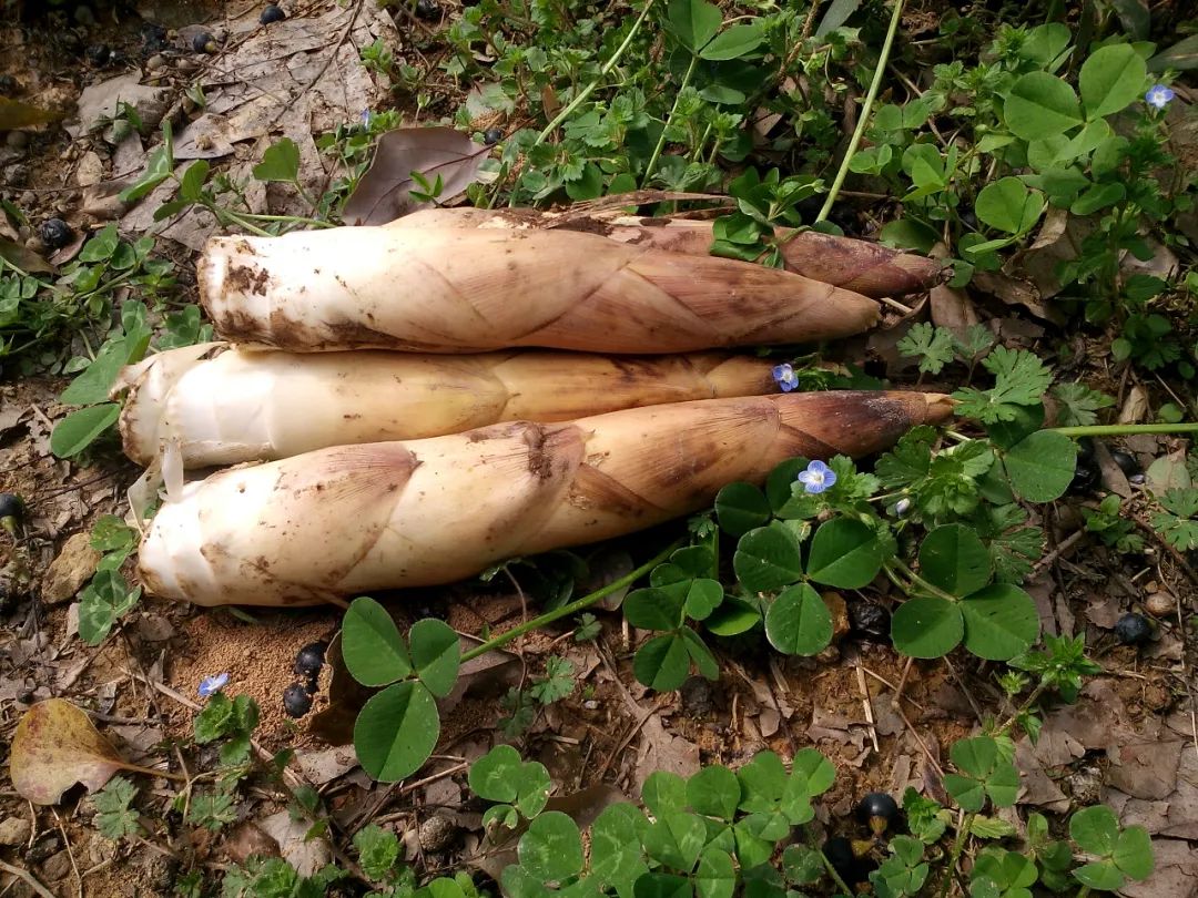 孕妇能多吃富硒地瓜吗(孕妇能吃富硒的东西吗)-硒宝网