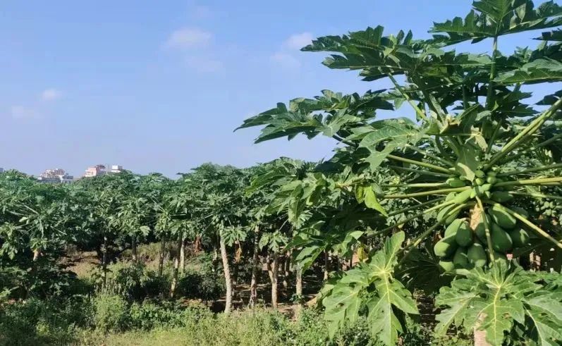 孕妇能多吃富硒地瓜吗(孕妇能吃富硒的东西吗)-硒宝网