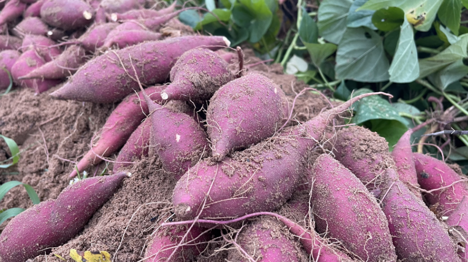 孕妇能多吃富硒地瓜吗(孕妇能吃富硒的东西吗)-硒宝网