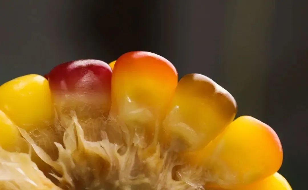 孕妇能多吃富硒地瓜吗(孕妇能吃富硒的东西吗)-硒宝网