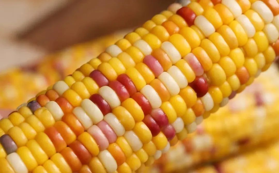 孕妇能多吃富硒地瓜吗(孕妇能吃富硒的东西吗)-硒宝网