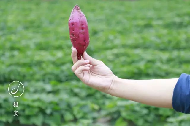 烤富硒地瓜的做法烤箱(烤箱地瓜的做法)-硒宝网