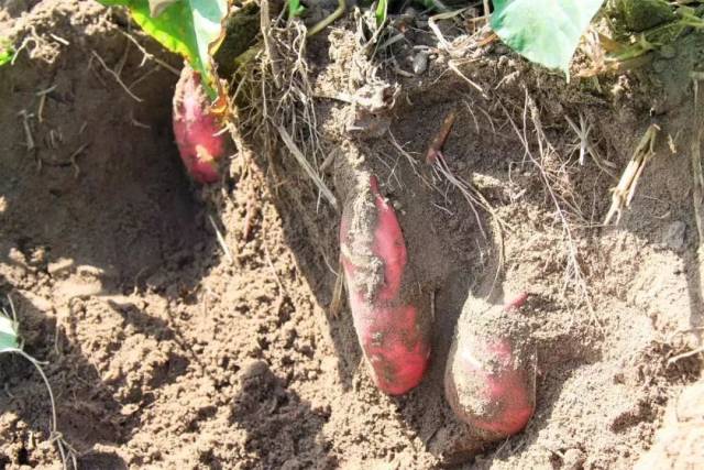 小孩可以吃富硒地瓜吗(小孩地瓜吃富硒可以吗)-硒宝网