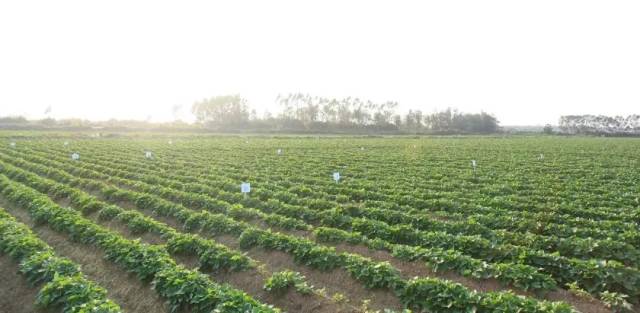 小孩可以吃富硒地瓜吗(小孩地瓜吃富硒可以吗)-硒宝网