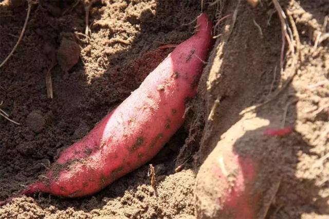 小孩可以吃富硒地瓜吗(小孩地瓜吃富硒可以吗)-硒宝网