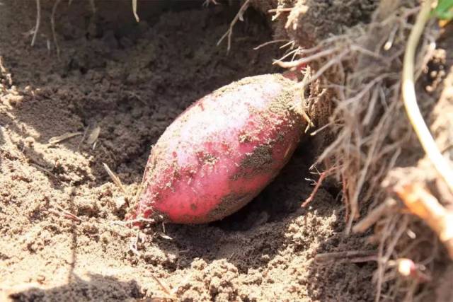 小孩可以吃富硒地瓜吗(小孩地瓜吃富硒可以吗)-硒宝网