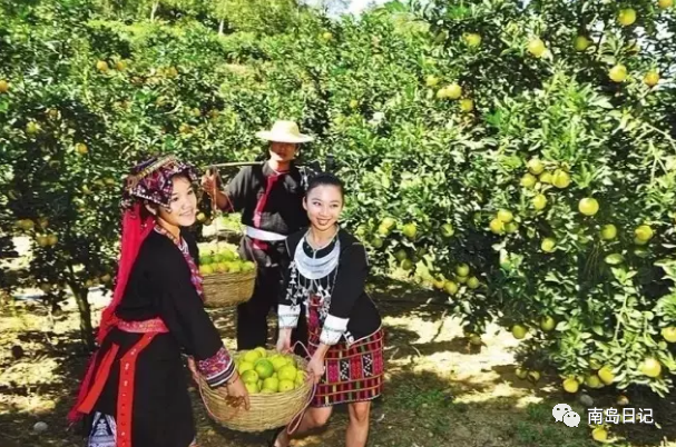 澄迈桥头富硒地瓜粉吗(澄迈桥头镇桥头地瓜)-硒宝网