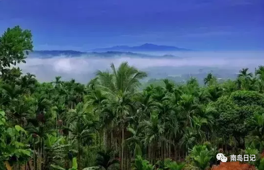 澄迈桥头富硒地瓜粉吗(澄迈桥头镇桥头地瓜)-硒宝网