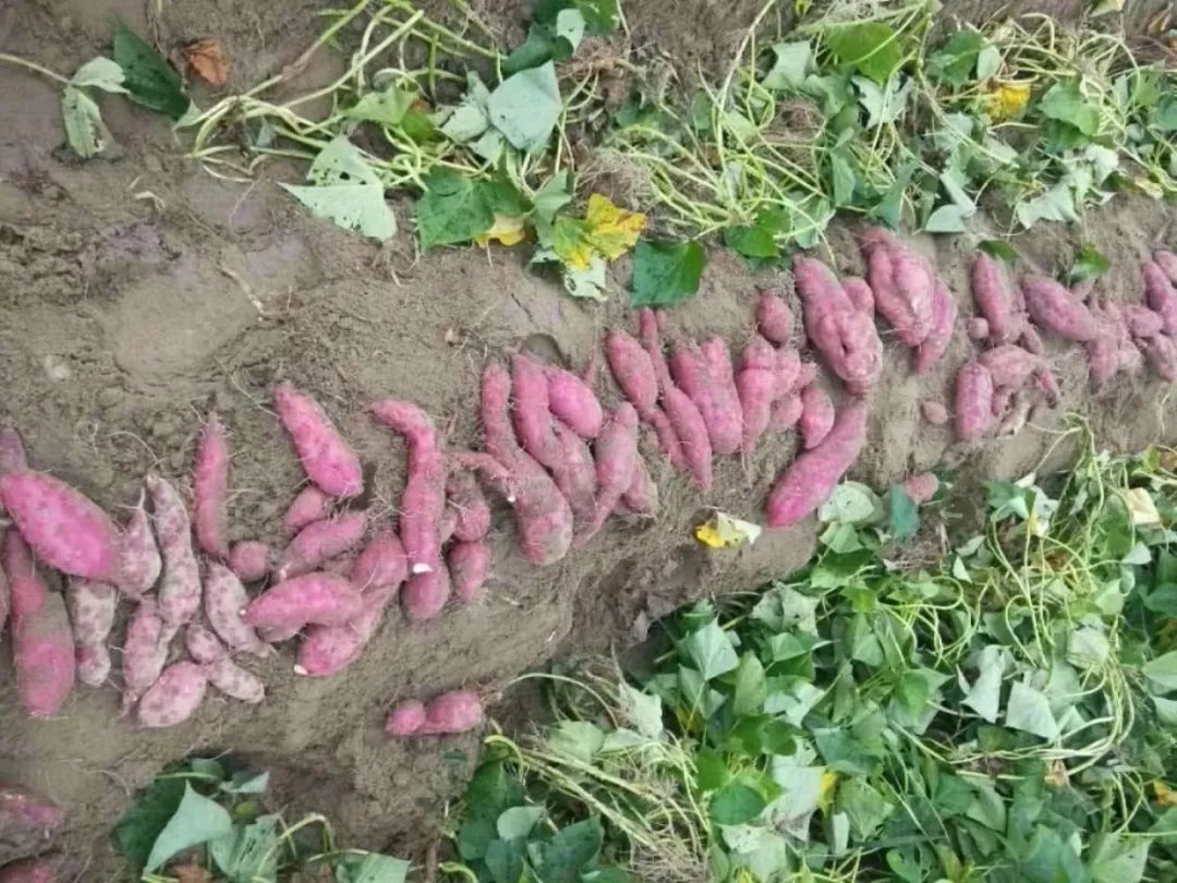 富硒地瓜的功效和作用(富硒地瓜营养价值)-硒宝网