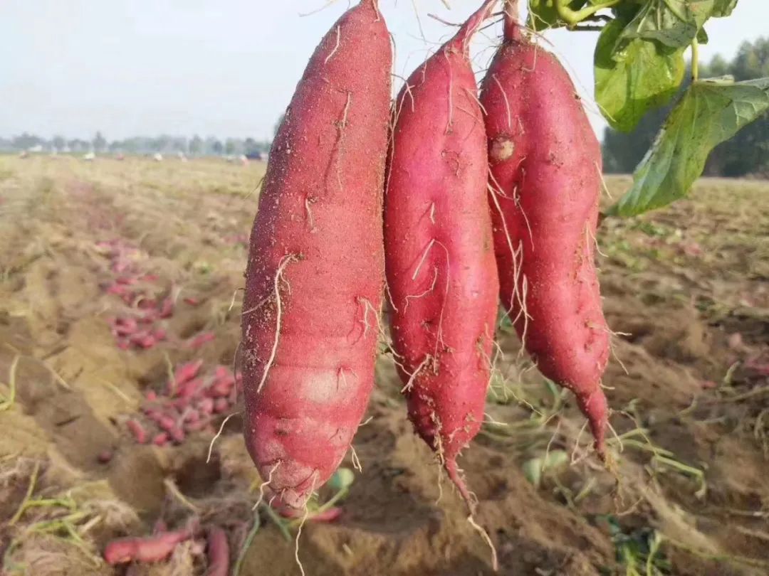 富硒地瓜的功效和作用(富硒地瓜营养价值)-硒宝网