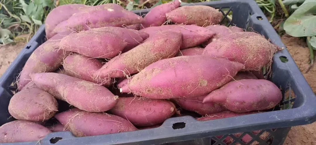 富硒地瓜的功效和作用(富硒地瓜营养价值)-硒宝网