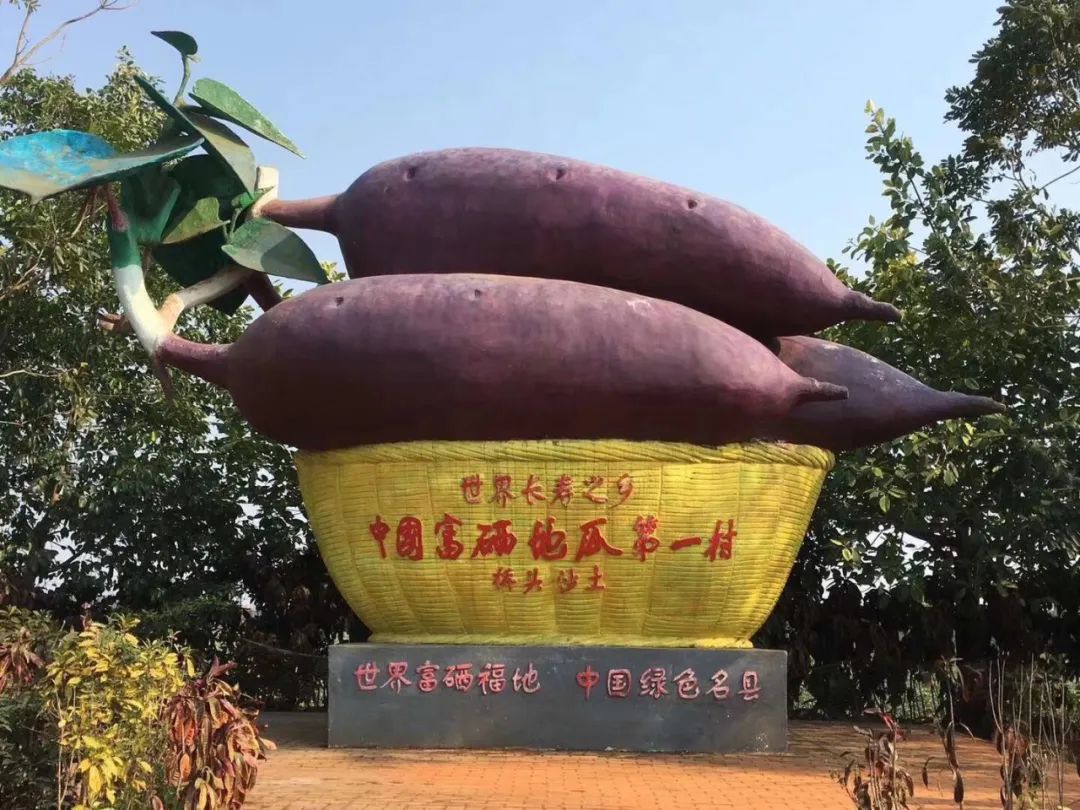 富硒地瓜的功效和作用(富硒地瓜营养价值)-硒宝网