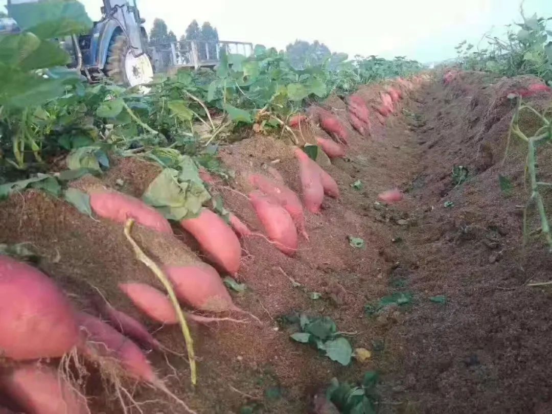 富硒地瓜的功效和作用(富硒地瓜营养价值)-硒宝网