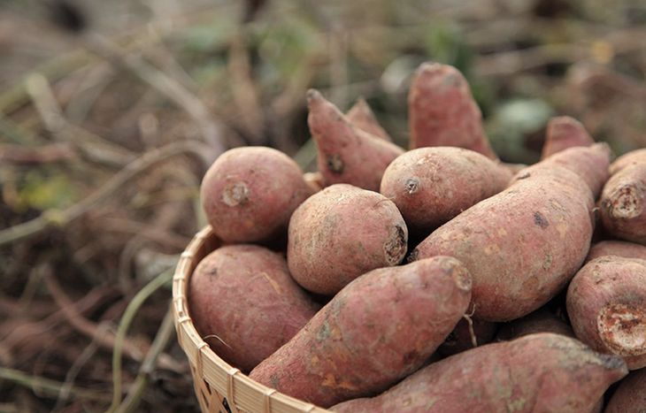 孕妇能多吃富硒地瓜吗(孕妇能地瓜吃富硒鸡蛋吗)-硒宝网