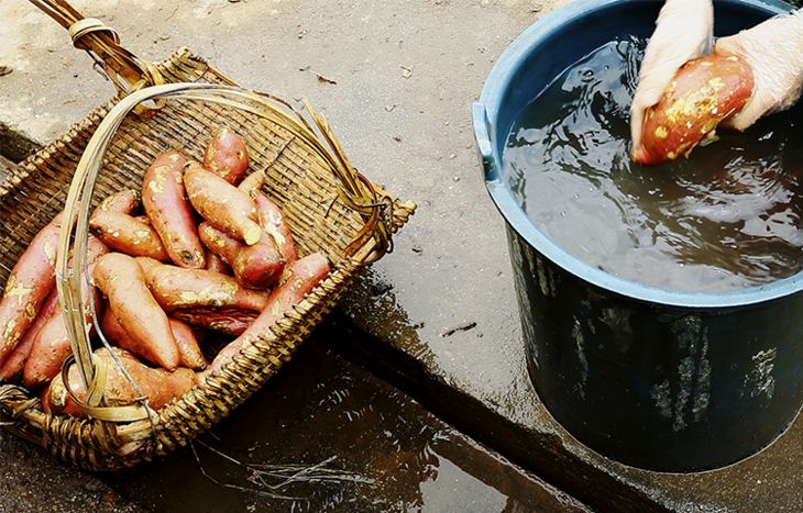 孕妇能多吃富硒地瓜吗(孕妇能地瓜吃富硒鸡蛋吗)-硒宝网