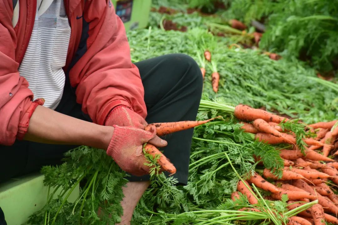 烤富硒地瓜的做法烤箱(烤箱食谱烤地瓜)-硒宝网