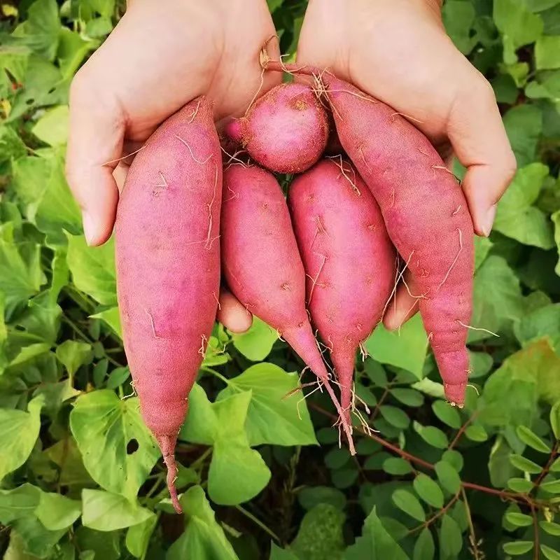 烤富硒地瓜的做法烤箱(烤箱食谱烤地瓜)-硒宝网