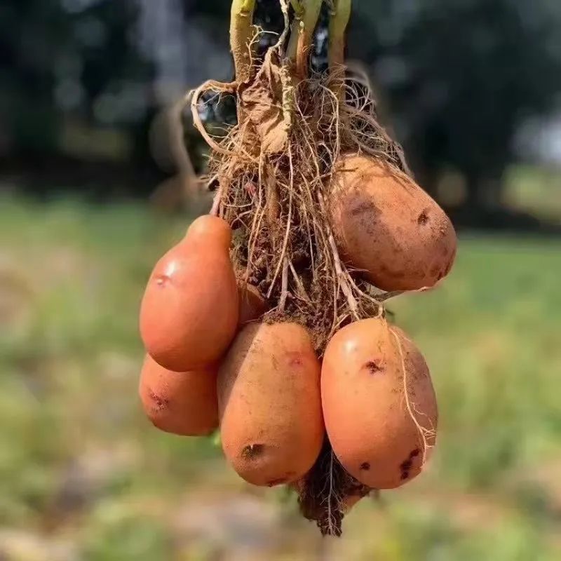 烤富硒地瓜的做法烤箱(烤箱食谱烤地瓜)-硒宝网