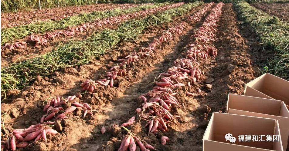 烤富硒地瓜的做法烤箱(烤箱地瓜怎么做好吃)-硒宝网