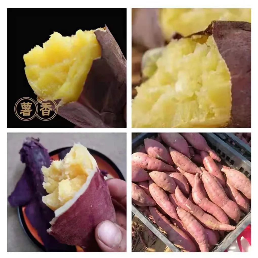 富硒地瓜的功效和作用(地瓜功效作用富硒含量)-硒宝网