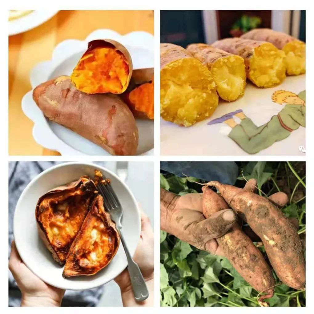 富硒地瓜的功效和作用(地瓜功效作用富硒含量)-硒宝网