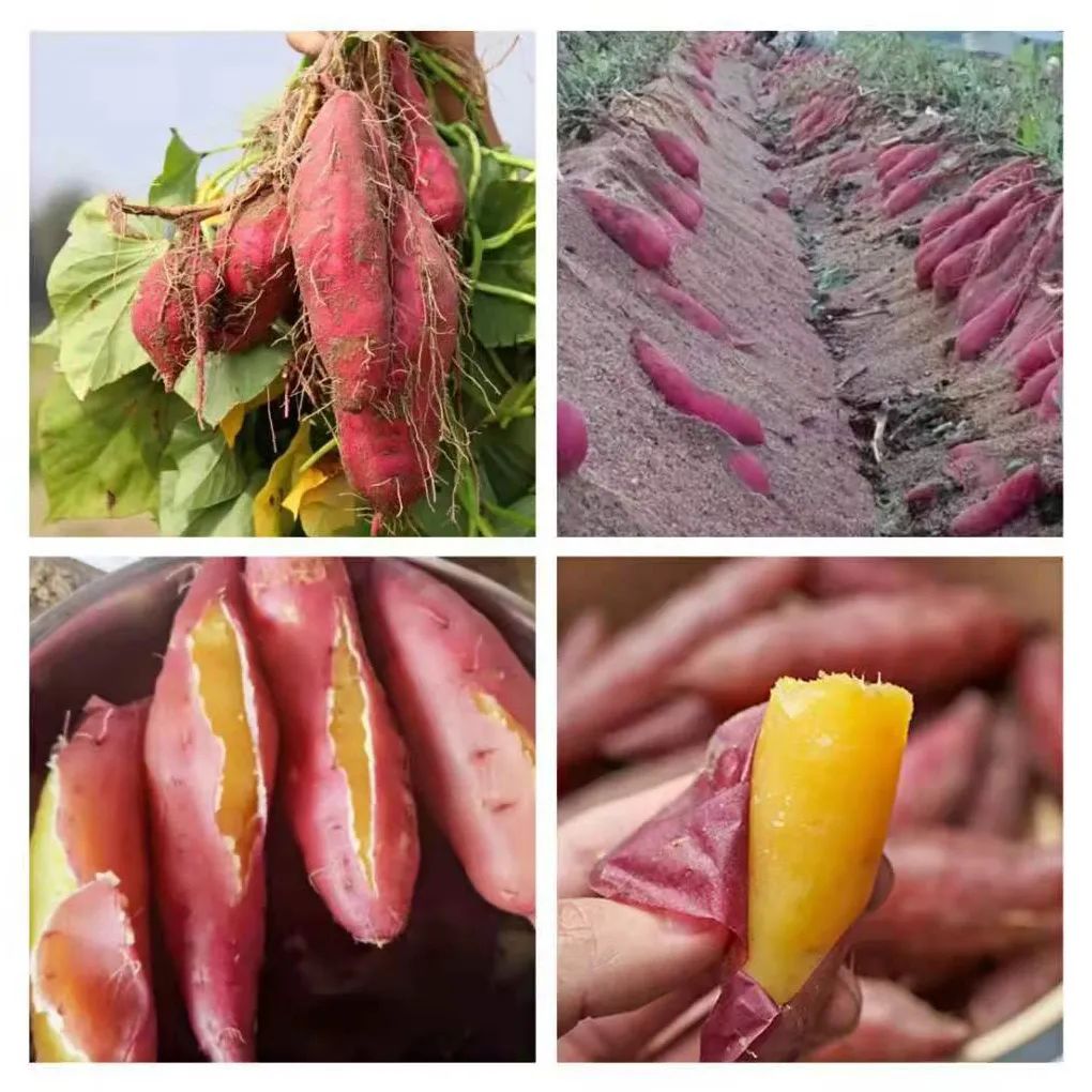 富硒地瓜的功效和作用(地瓜功效作用富硒含量)-硒宝网