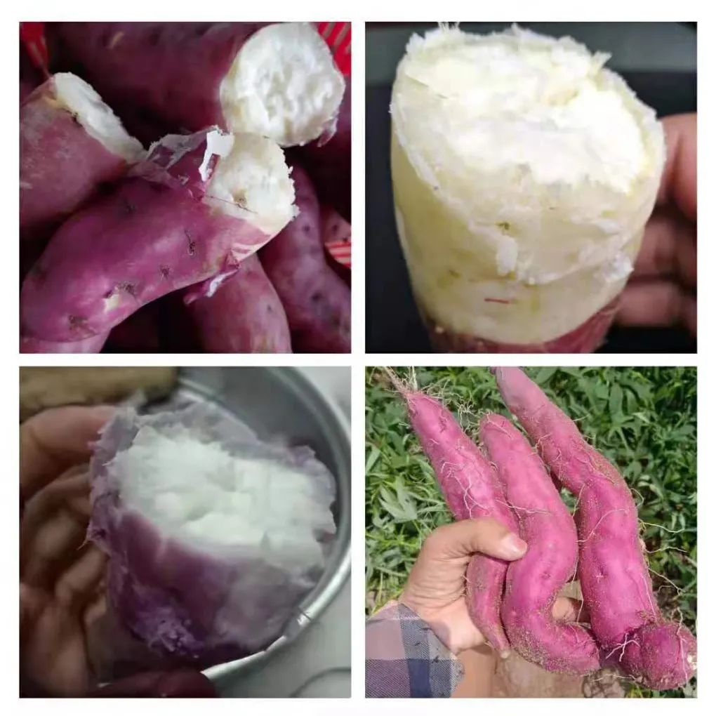 富硒地瓜的功效和作用(地瓜功效作用富硒含量)-硒宝网