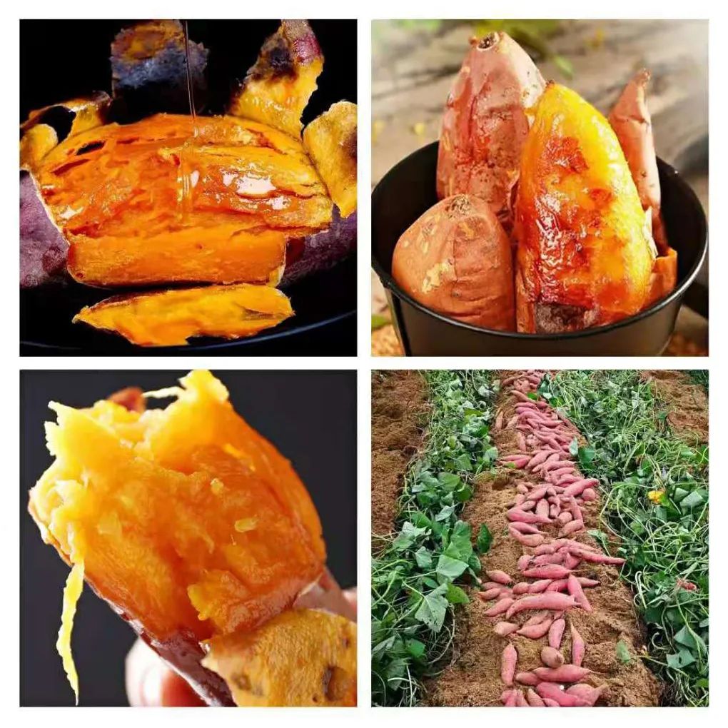 富硒地瓜的功效和作用(地瓜功效作用富硒含量)-硒宝网