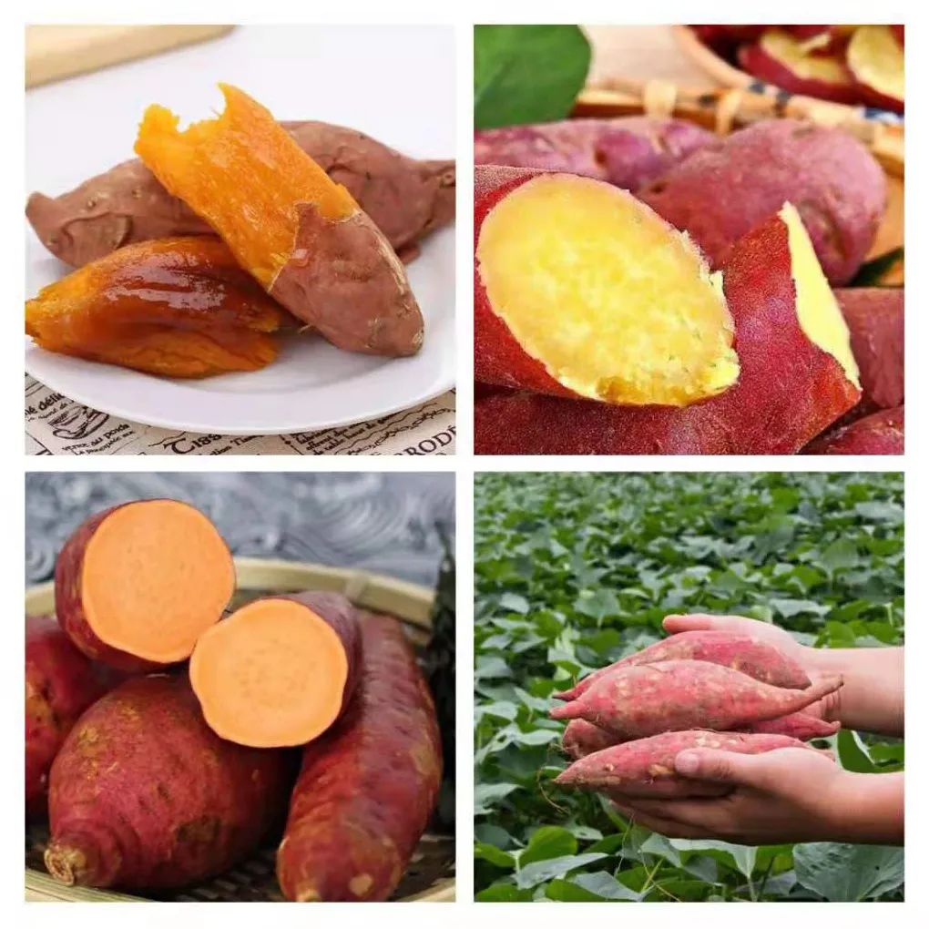 富硒地瓜的功效和作用(地瓜功效作用富硒含量)-硒宝网