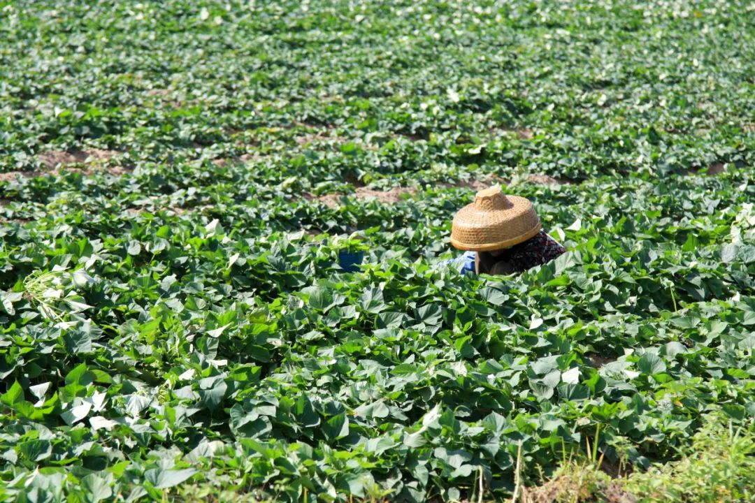 富硒地瓜的功效和作用(地瓜功效作用富硒含量)-硒宝网