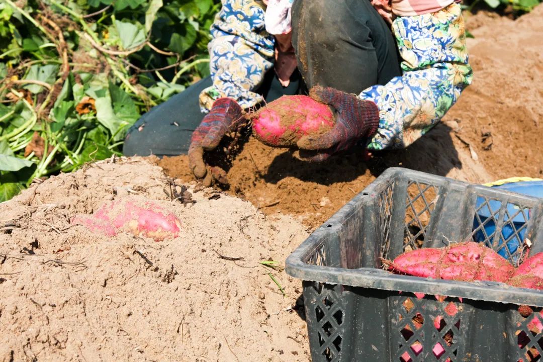 富硒地瓜的功效和作用(地瓜功效作用富硒含量)-硒宝网