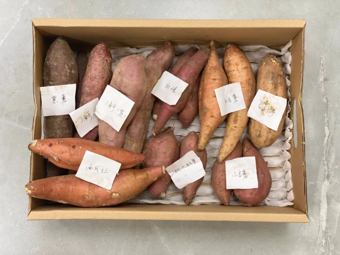 富硒地瓜的功效和作用(地瓜功效作用富硒含量)-硒宝网