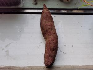 减肥可以吃富硒地瓜嘛（富硒地瓜热量高吗）-硒宝网