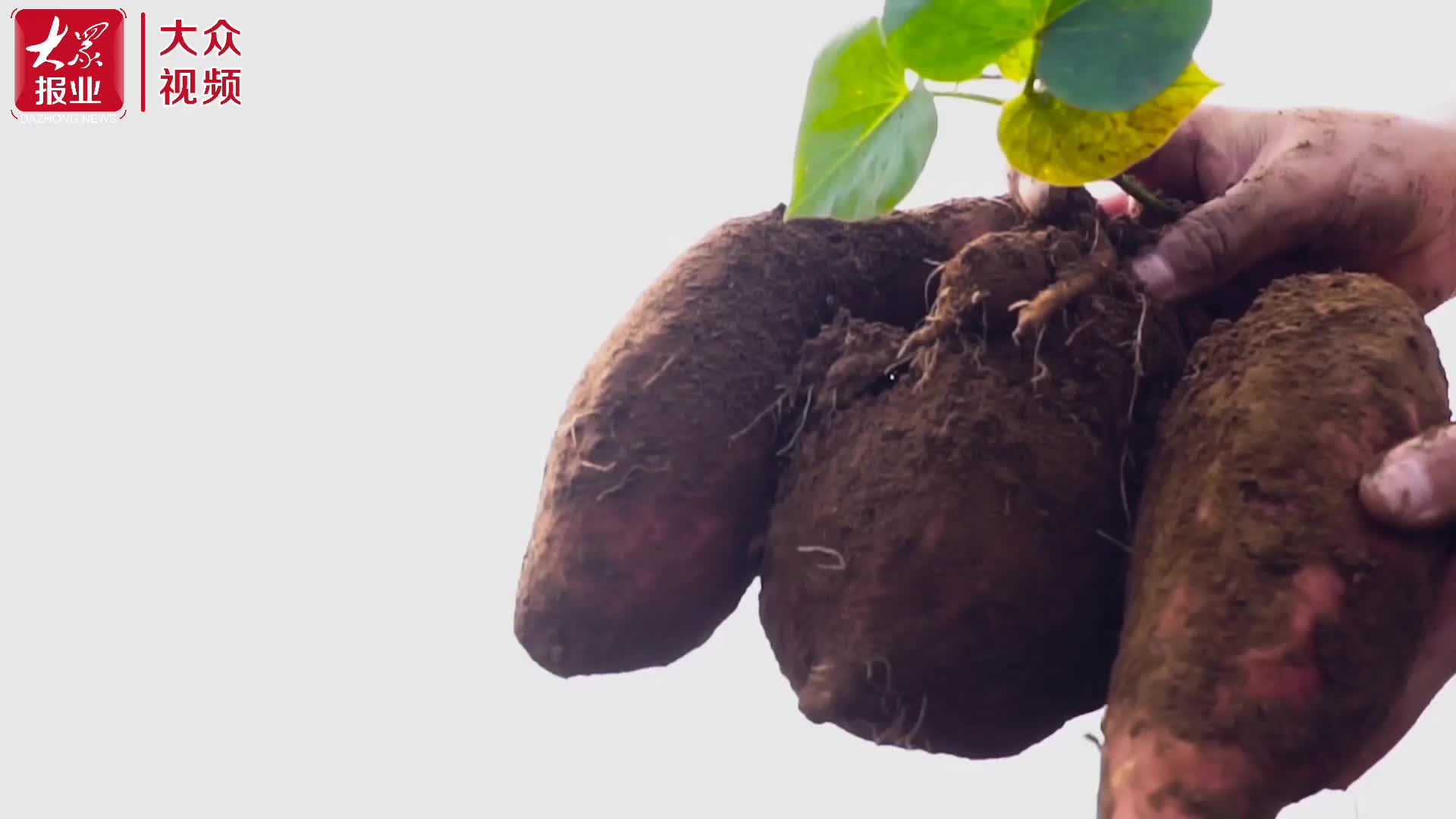 山东适合种富硒地瓜吗（山东什么地瓜品种好）-硒宝网