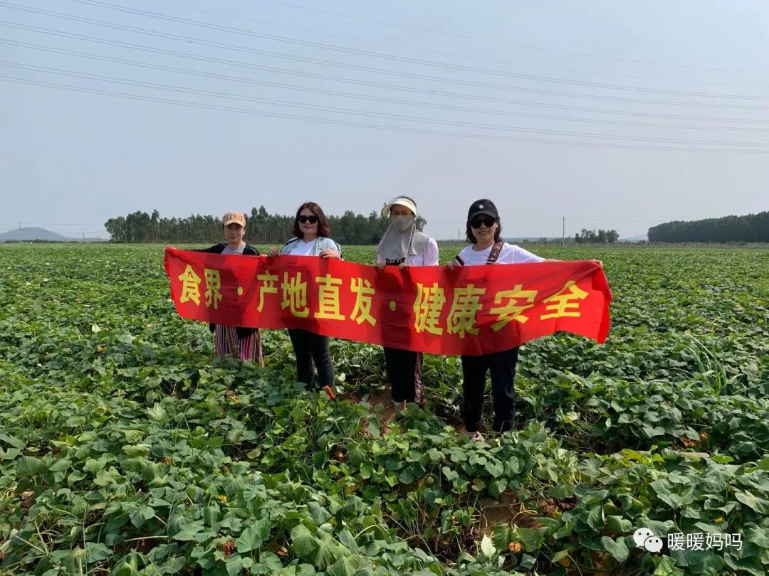 海南桥头富硒地瓜粉的（海南桥头地瓜真的富含硒吗）-硒宝网