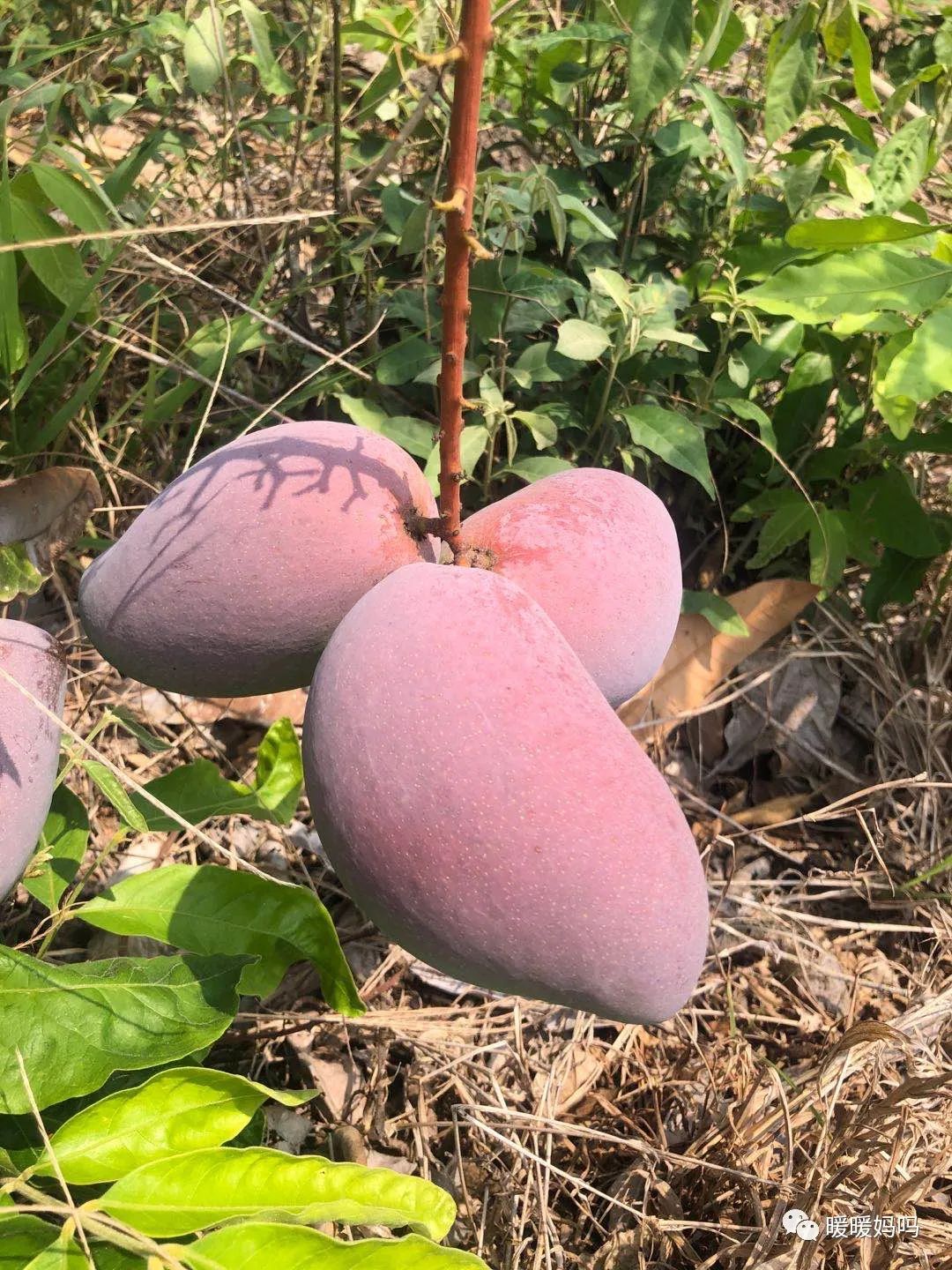 海南桥头富硒地瓜粉的（海南桥头地瓜真的富含硒吗）-硒宝网