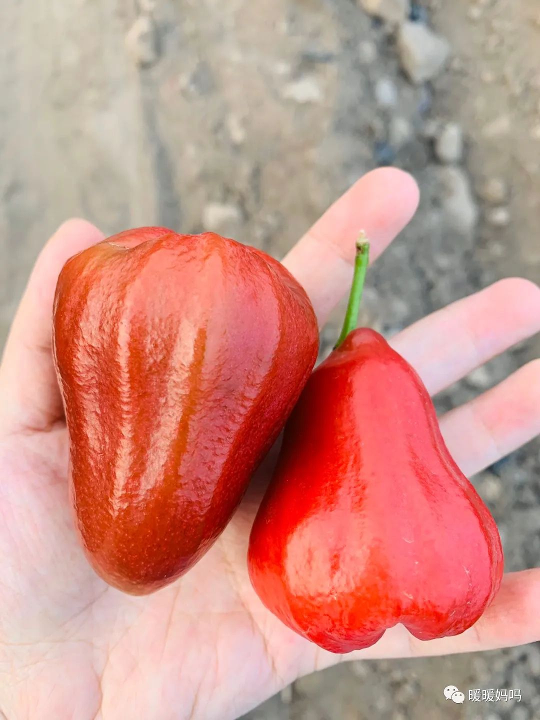 海南桥头富硒地瓜粉的（海南桥头地瓜真的富含硒吗）-硒宝网