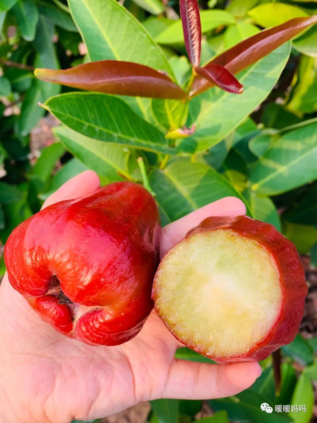 海南桥头富硒地瓜粉的（海南桥头地瓜真的富含硒吗）-硒宝网