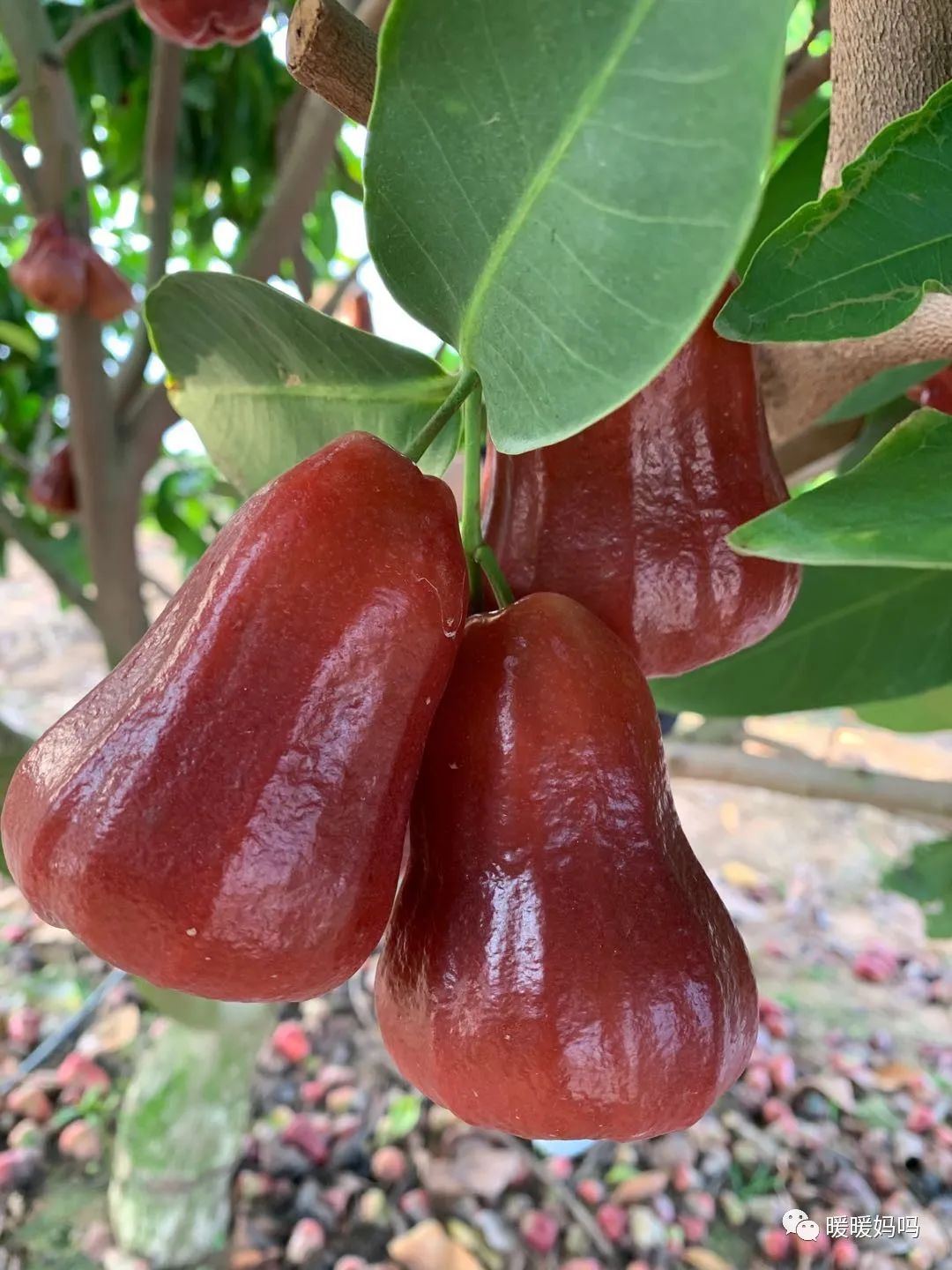 海南桥头富硒地瓜粉的（海南桥头地瓜真的富含硒吗）-硒宝网