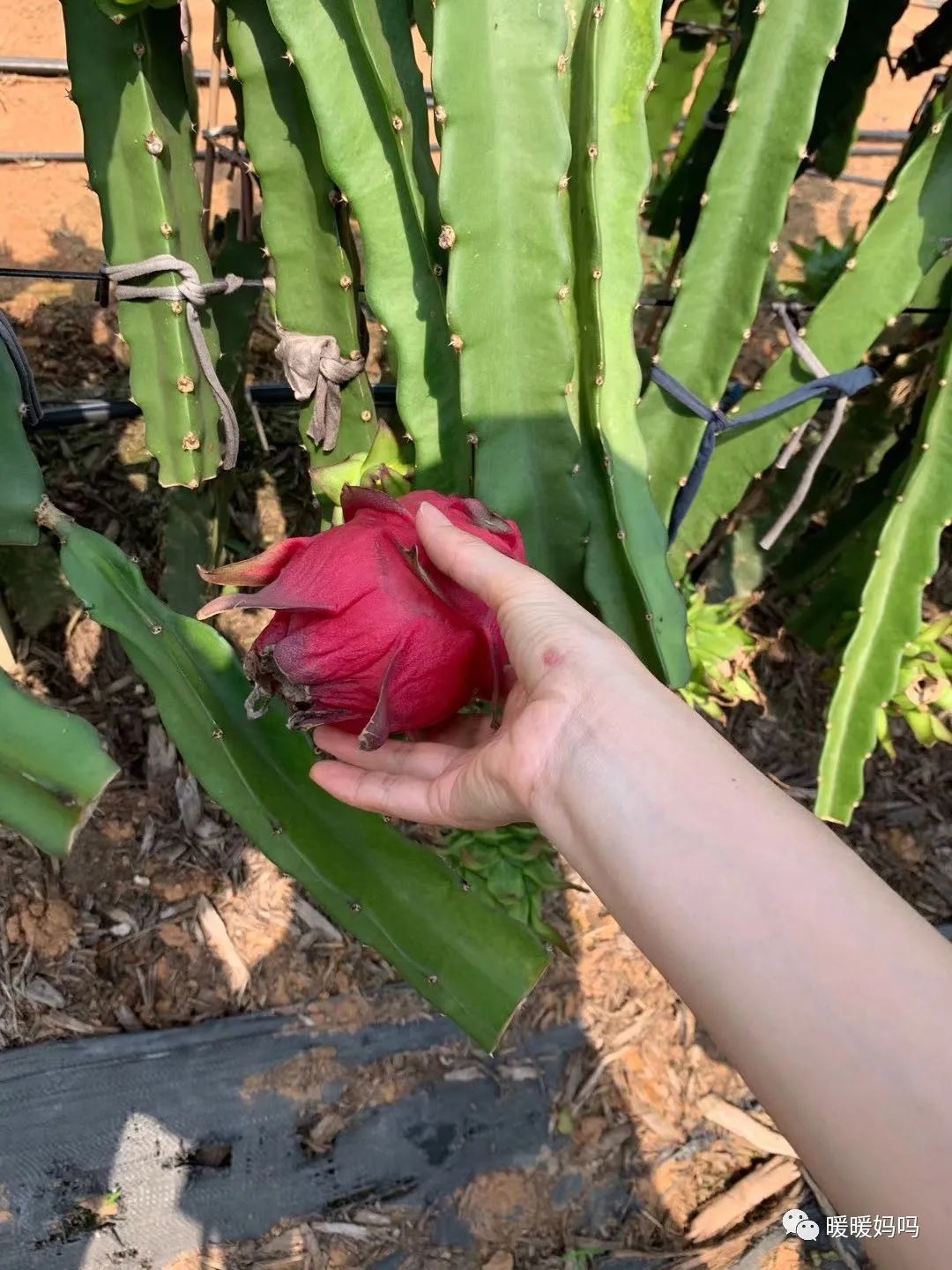 海南桥头富硒地瓜粉的（海南桥头地瓜真的富含硒吗）-硒宝网