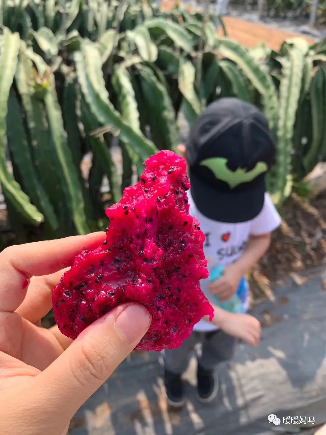 海南桥头富硒地瓜粉的（海南桥头地瓜真的富含硒吗）-硒宝网