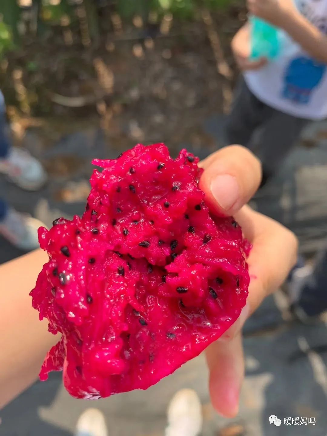 海南桥头富硒地瓜粉的（海南桥头地瓜真的富含硒吗）-硒宝网