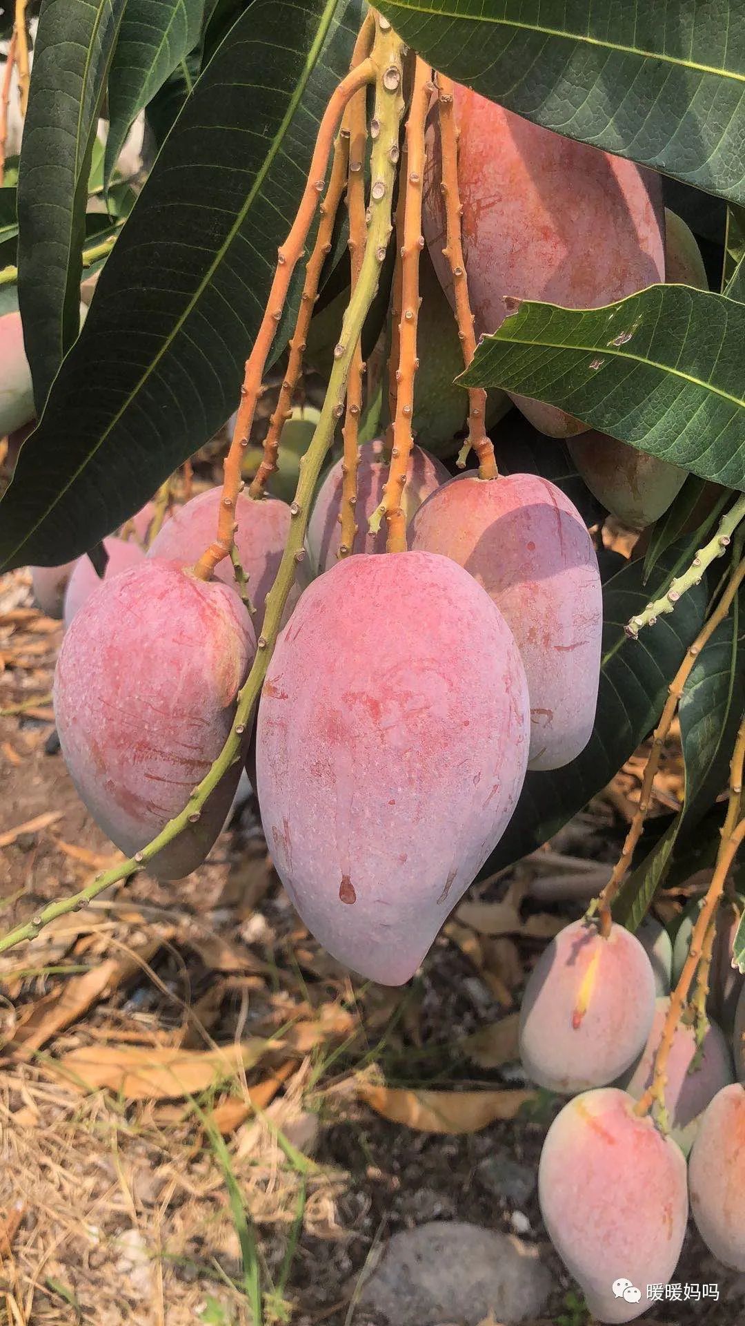 海南桥头富硒地瓜粉的（海南桥头地瓜真的富含硒吗）-硒宝网