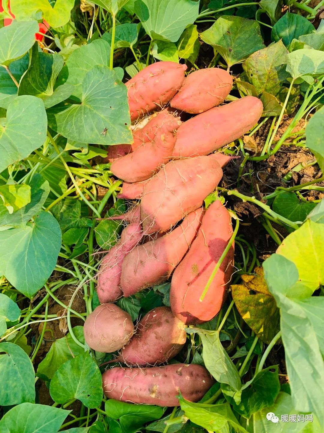 海南桥头富硒地瓜粉的（海南桥头地瓜真的富含硒吗）-硒宝网