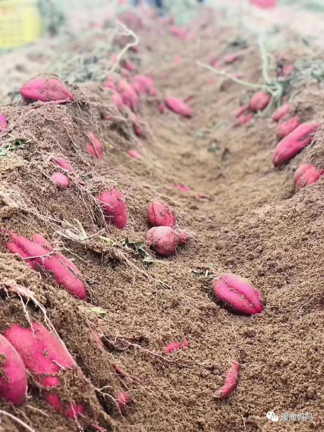海南桥头富硒地瓜粉的（海南桥头地瓜真的富含硒吗）-硒宝网